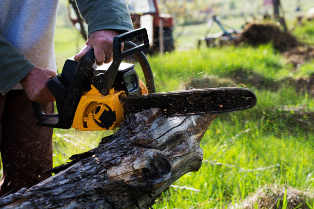 Best Lawn Renovation and Restoration  in Bamberg, SC